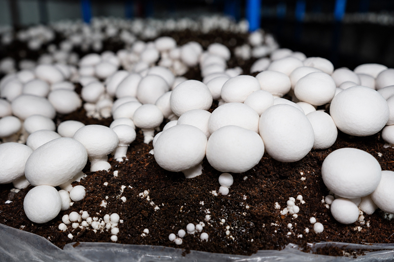 mushrooms